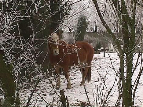Haflinger Velda - velda som prøver at gemme sig for kameraet billede 5