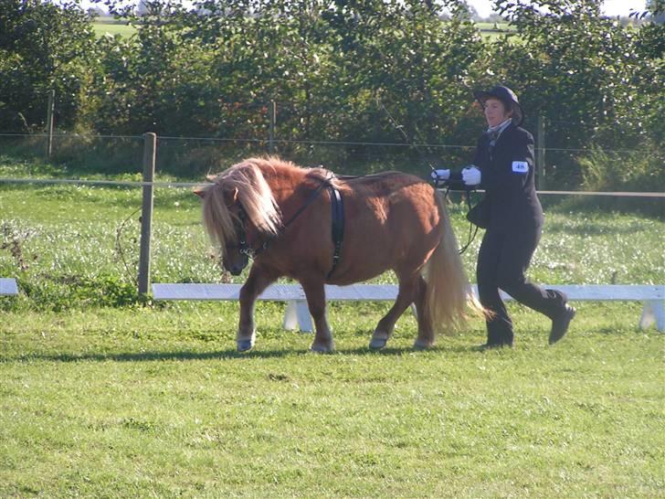 Shetlænder Thorshøjs Menja - Menja til matrialeprøve 2007 vinder af hoppe/vallak klassen billede 1