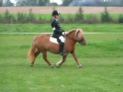 Shetlænder Thorshøjs Menja - Menja til matrialeprøve redet af Mira Pennov Johansen. billede 2