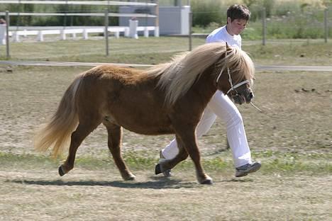 Shetlænder Thorshøjs Menja - Menja til kåring 2006 foto: kirsten ellebæk billede 3