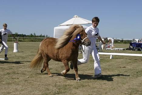 Shetlænder Thorshøjs Menja - Menja til kåring 2006 foto : kirsten ellebæk billede 4