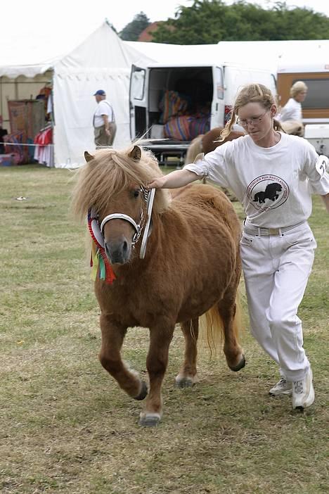 Shetlænder Thorshøjs Menja - Menja til gørlev 2006 hun blev fløj. foto: kirsten ellebæk billede 5