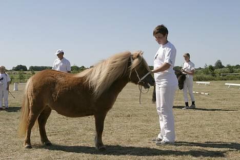 Shetlænder Thorshøjs Menja - menja til kåring 2006 billede 7