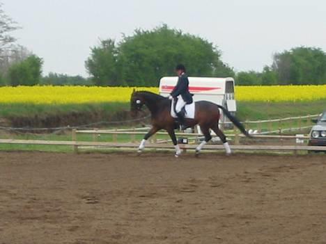 Anden særlig race Easy Go (Sofus) - Sofus 5 år billede 1