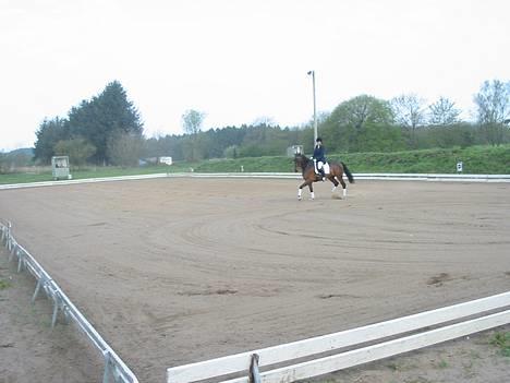 Anden særlig race Easy Go (Sofus) - Sofus 5 år billede 2