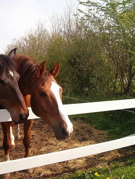 Trakehner Speedy Gonzales - Øhh... Misse tror du hun har noget guf i lommerne??? billede 3
