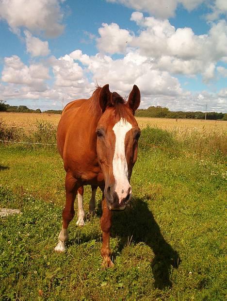 Trakehner Speedy Gonzales - Smil... ;-) billede 4