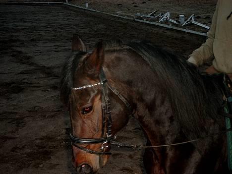 Traver Olfert Speedy billede 4