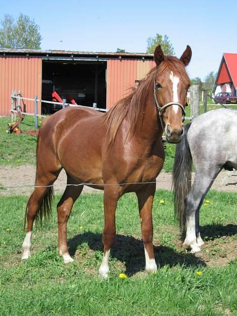 Traver Leonardo Da Speedy - Leonardo Da Speedy i egen lave person!!!!  taget d. 19 maj,  2005! billede 1