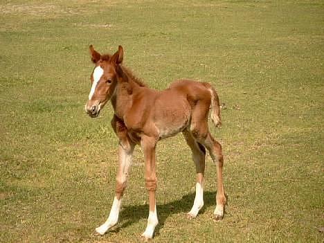 Traver Leonardo Da Speedy - Leonardo som føl!! Taget sommeren 2003. billede 2