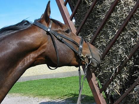 Anden særlig race Easy Go (Sofus) - uhh høvogn??!! billede 3