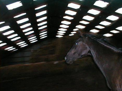 Dansk Varmblod Picaline [Himmelhest] - Lidt vild skal man vel være, når man får lov til at være fri i ridehuset. billede 3