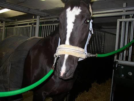 Dansk Varmblod Picaline [Himmelhest] - Så er det blevet nusse tid.. billede 4