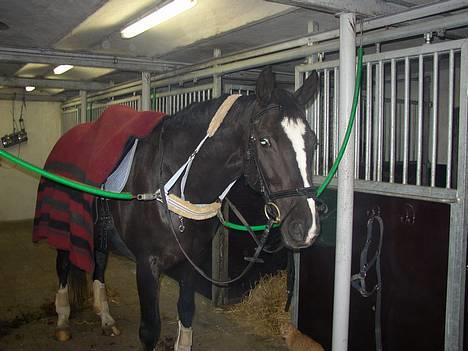 Dansk Varmblod Picaline [Himmelhest] - Så er hun klar til "kamp" Se hvor glad hun ser ud  *s* billede 5