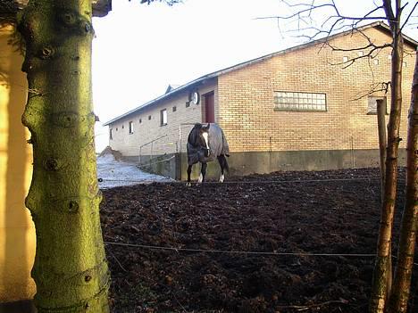 Dansk Varmblod Picaline [Himmelhest] - Her hygger hun sig lidt på folden:) billede 6