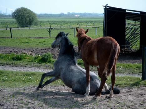 Traver Leonardo Da Speedy - Leonardo i folden med sin legekammerat, Surprise Speedy!! Taget d. 10. maj, 2004! billede 7