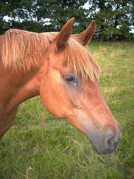 Anden særlig race Cherie - jeg har lige været ude i regnvejr... billede 2