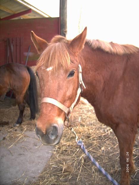 Anden særlig race Cherie - hejsa!!!! billede 3