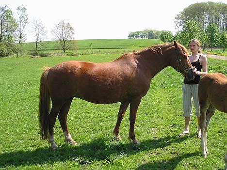 Anden særlig race Cherie - her står min lille søster ved siden af cherie.. billede 4