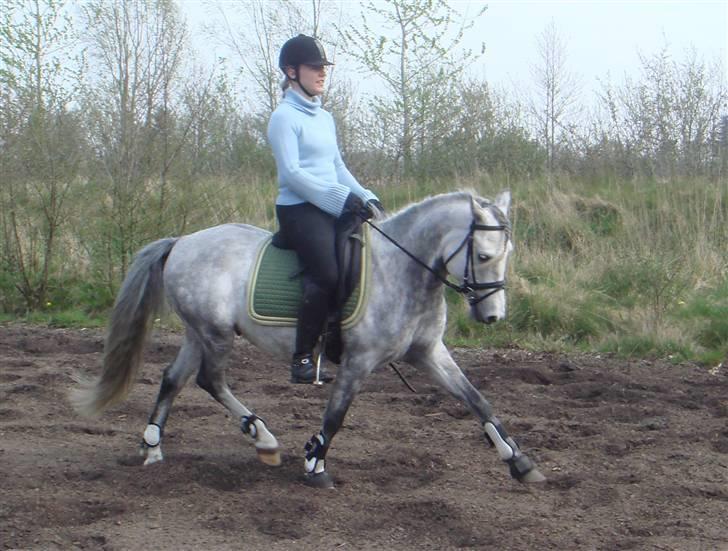 Anden særlig race Stald Speedy's Surprise billede 1