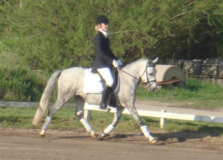 Anden særlig race Stald Speedy's Surprise - Stævne i Jetsmark. billede 2