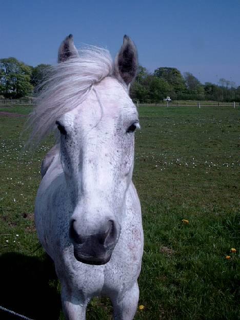 Anden særlig race Krusia Speedy - Hey, her er jeg så! Taget d. 10. maj, 2004! billede 1