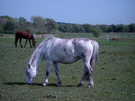 Anden særlig race Krusia Speedy - Billede af mig i heltfigur! Har lige rullet mig! Taget d. 10. maj, 2004! billede 2