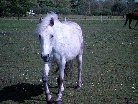 Anden særlig race Krusia Speedy - Hey, har du nogle godbidder til mig???? Jeg kommer lige og tjekker!! Taget d. 10. maj, 2004! billede 3