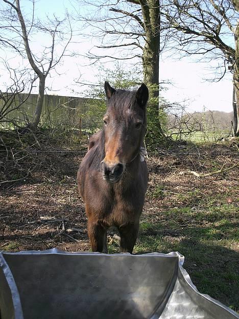 Anden særlig race Lotte - ja, nysgerig er jeg også! billede 1