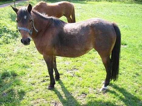 Anden særlig race Lotte - her ser jeg godt nok fornem ud... billede 3