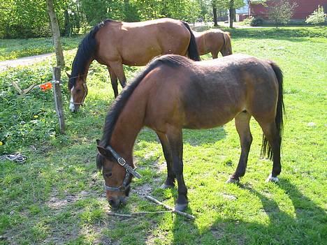 Anden særlig race Lotte - jeg er altid sulten... billede 5