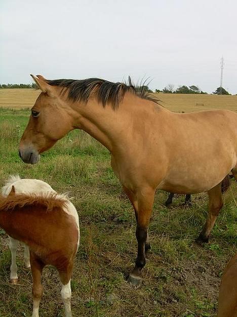 Anden særlig race  Bambi - Sidste foldbillede inden hun blev solgt . billede 4