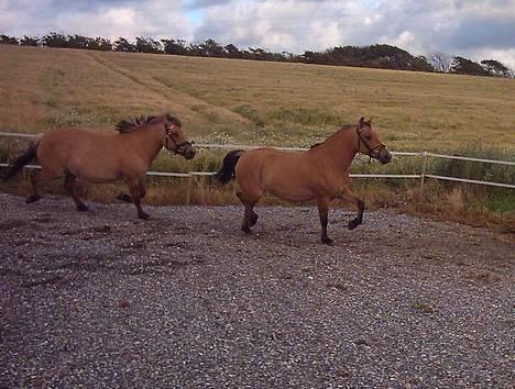 Anden særlig race  Bambi - Bambi på banen.. Yndigt! Musse bagved.. billede 6