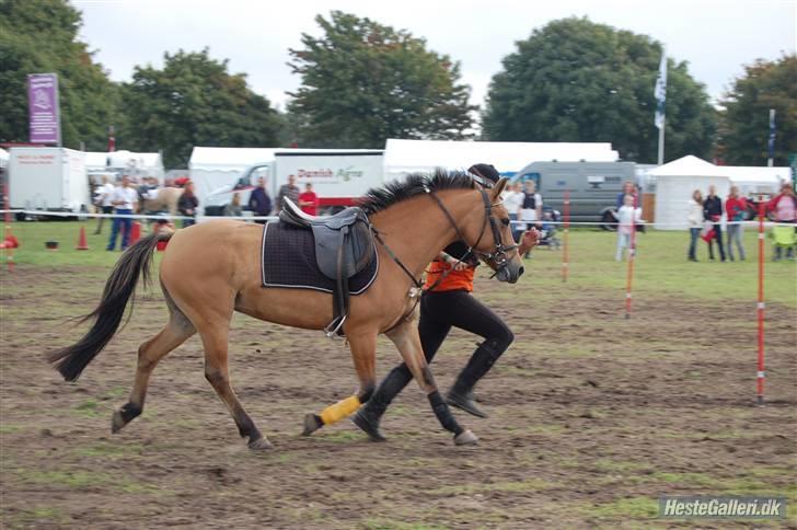 Anden særlig race  Bambi - Bambi og nuværende ejer til DM i mounted games, som de vandt en 2. plads i! :D Tillykke, tillykke. billede 7