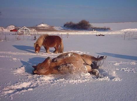 Anden særlig race  Bambi - Bambi ruller sig lidt i sneen - Okker i baggrunden ! billede 8