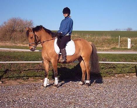 Anden særlig race  Bambi - Smukke Bambi billede 9