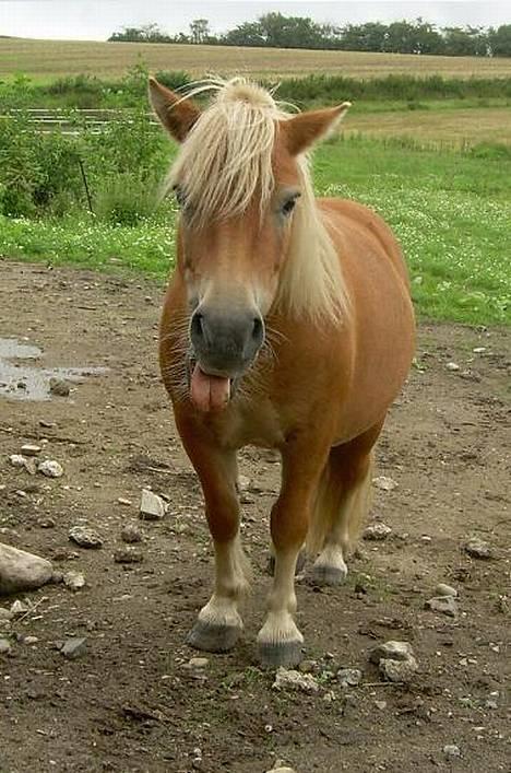 Shetlænder Okkermand - Haha - lidt fræk er man vel altid ;P billede 3