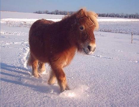Shetlænder Okkermand - Okker traver i sneen billede 4
