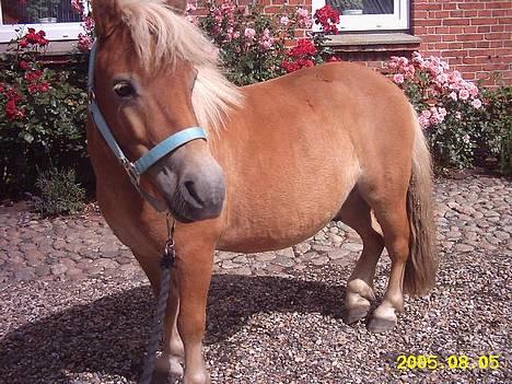 Shetlænder Okkermand billede 5