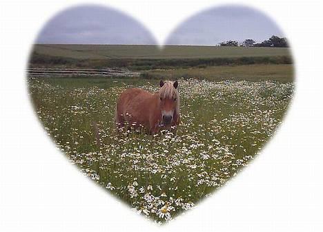 Shetlænder Okkermand - Okker på marken! Ih altså.. :D billede 6