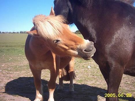 Shetlænder Okkermand - Så går vi til den.. Jasmin er offeret.. billede 7