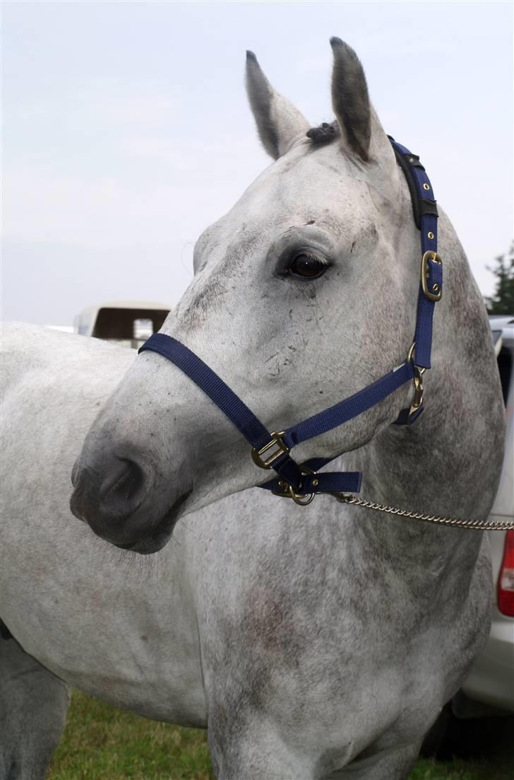 Dansk Varmblod Cantoná Skovvang *RIP* - billund aug 07 inden konkurrence- foto malene billede 2