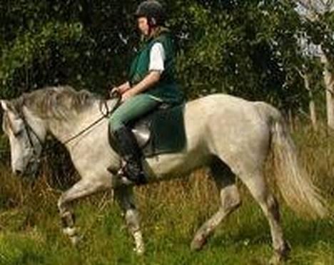 Connemara Skousboe Honey *solgt* - Honey som opvarmer til springtræning billede 3