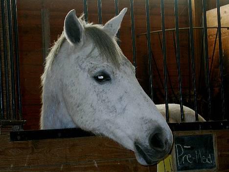 Anden særlig race Precilea billede 1
