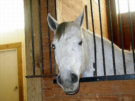 Anden særlig race Precilea billede 2
