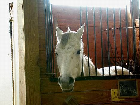 Anden særlig race Precilea billede 3