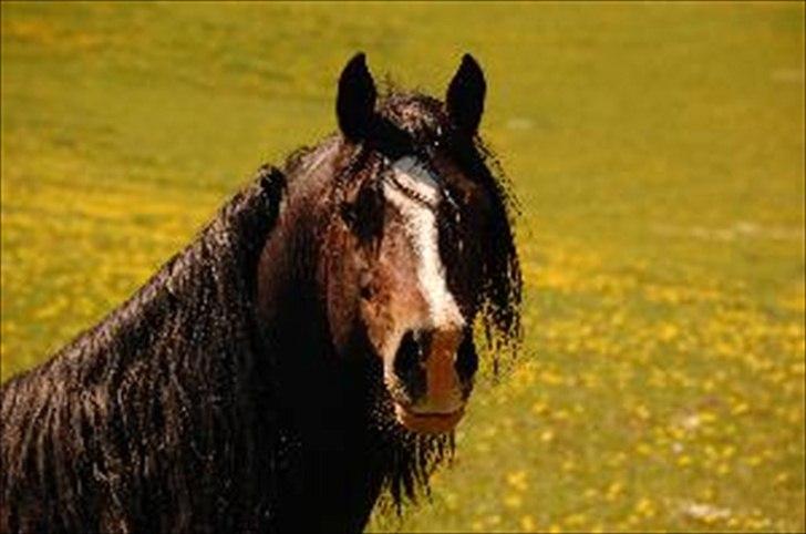 Welsh Cob (sec D) Valhallas Camelot - Nye billeder! billede 1