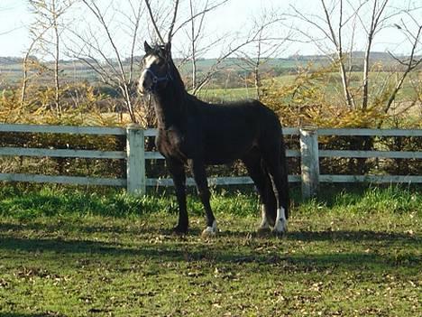 Welsh Cob (sec D) Valhallas Camelot billede 2