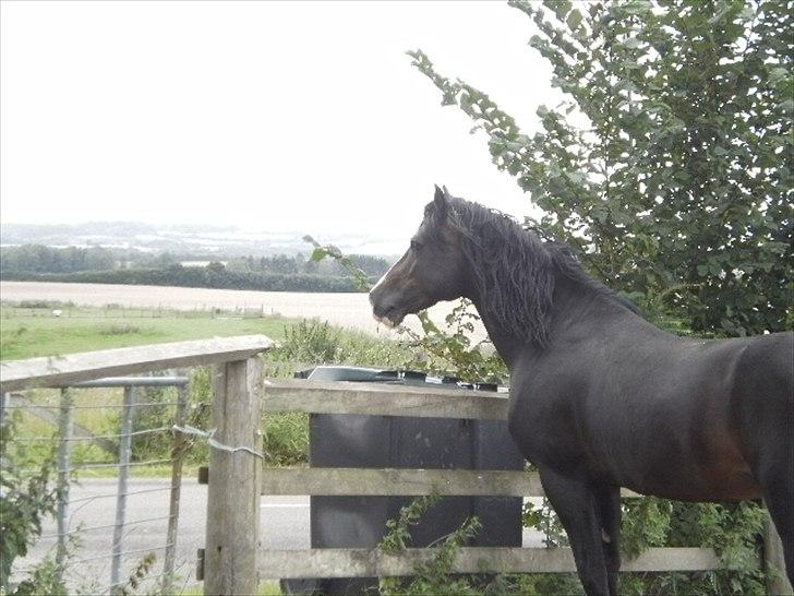 Welsh Cob (sec D) Valhallas Camelot billede 3