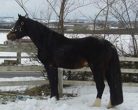 Welsh Cob (sec D) Valhallas Camelot billede 4